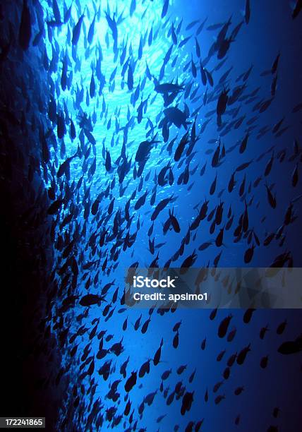 Underwater Cave Full Of Fish Stock Photo - Download Image Now - Animal, Blue, Cave