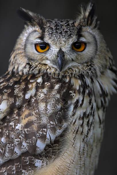 istock Close-up of an Eagle Owl staring straight ahead 172241951