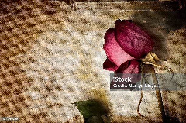 Wilting Stock Photo - Download Image Now - Rose - Flower, Wilted Plant, Close-up