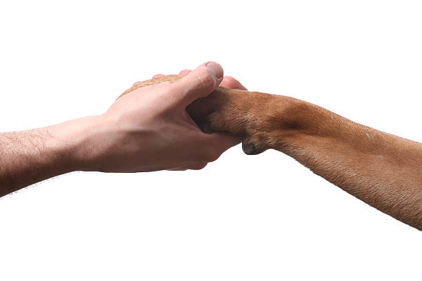 Handshake Human and animal handshake. animal hand stock pictures, royalty-free photos & images