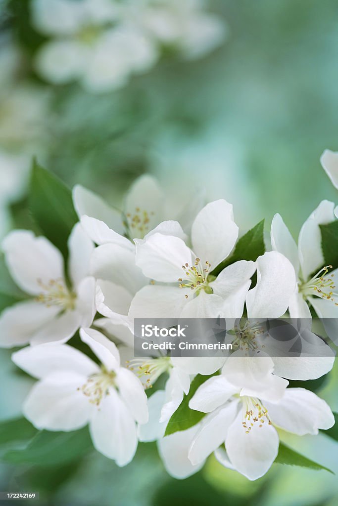 Apple blossom Apple blossom close-up. Shallow depth of field. Apple Blossom Stock Photo