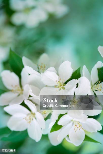 Apple Blossom Stock Photo - Download Image Now - Apple Blossom, Apple Tree, Beauty In Nature