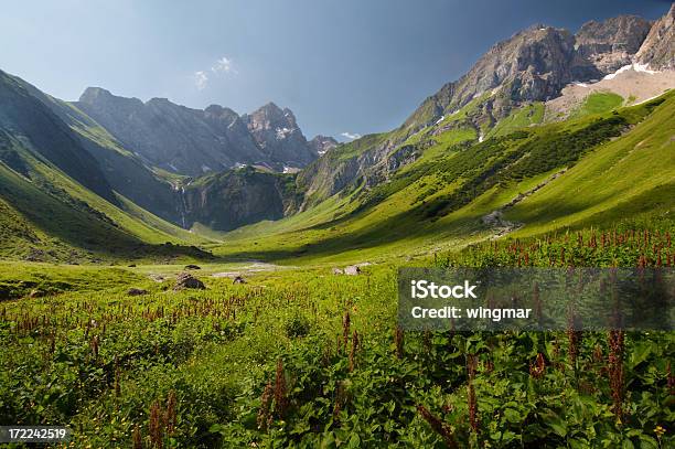 Griesltal - Fotografie stock e altre immagini di Fiore - Fiore, Prateria - Campo, Stato Federato del Tirolo