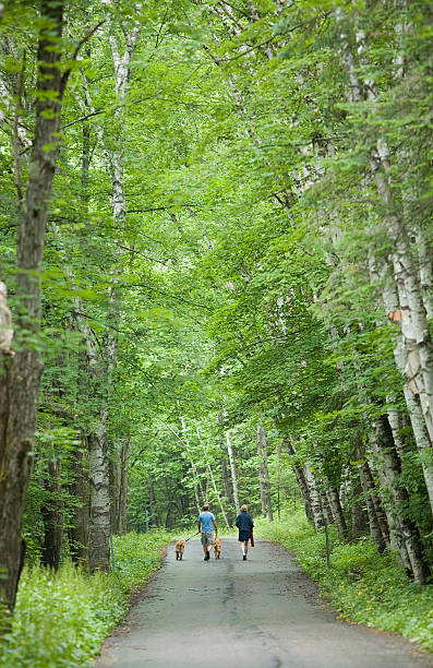 Forest Walk stock photo