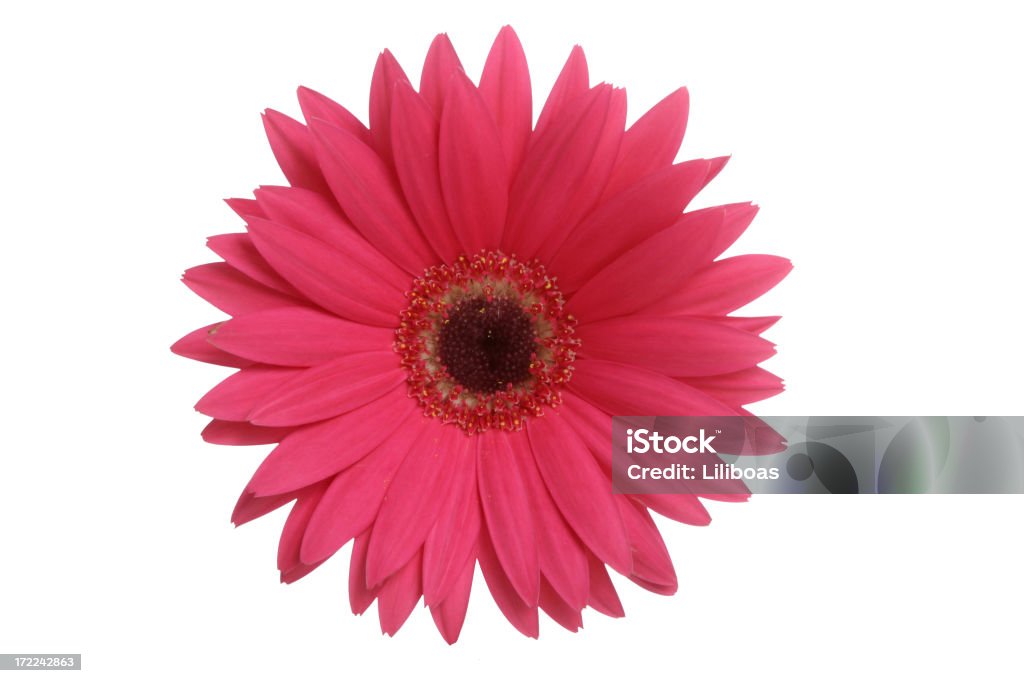 O que uma flor! - Foto de stock de Em cima de royalty-free