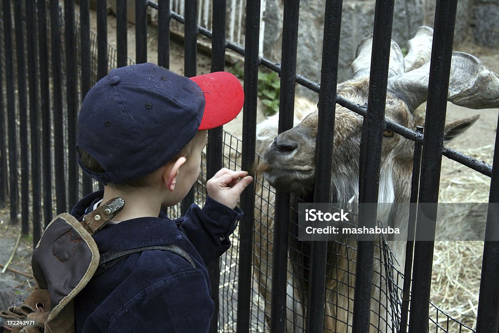 En el zoológico - Foto de stock de Acariciar a un animal libre de derechos