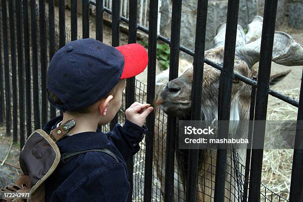 En El Zoológico Foto de stock y más banco de imágenes de Acariciar a un animal - Acariciar a un animal, Zoológico, Alcanzar