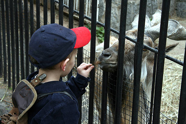 в зоопарке - zoo agricultural fair child farm стоковые фото и изображения