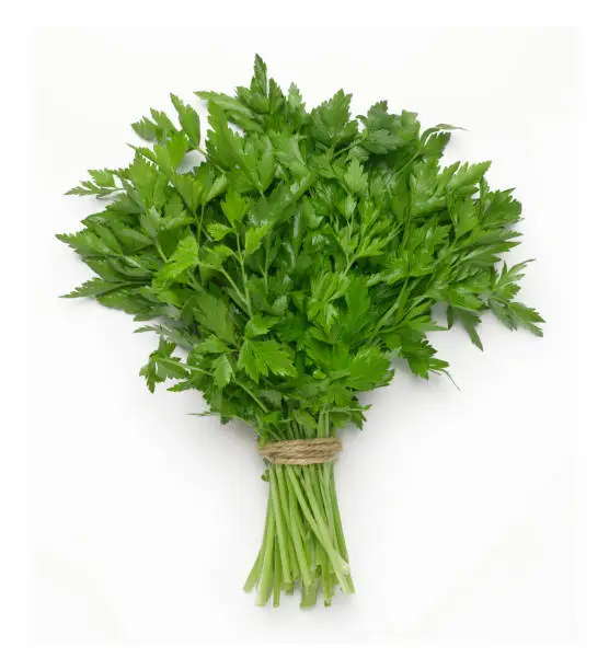 A bunch of Italian parsley on white with soft shadow.