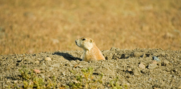 An adorable Russet ground squirrel on a mound