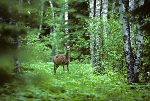 White-tailed doe in the woods, summer, Minnesota