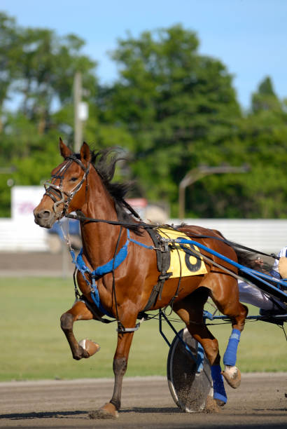istock Harness horse racing 172243125