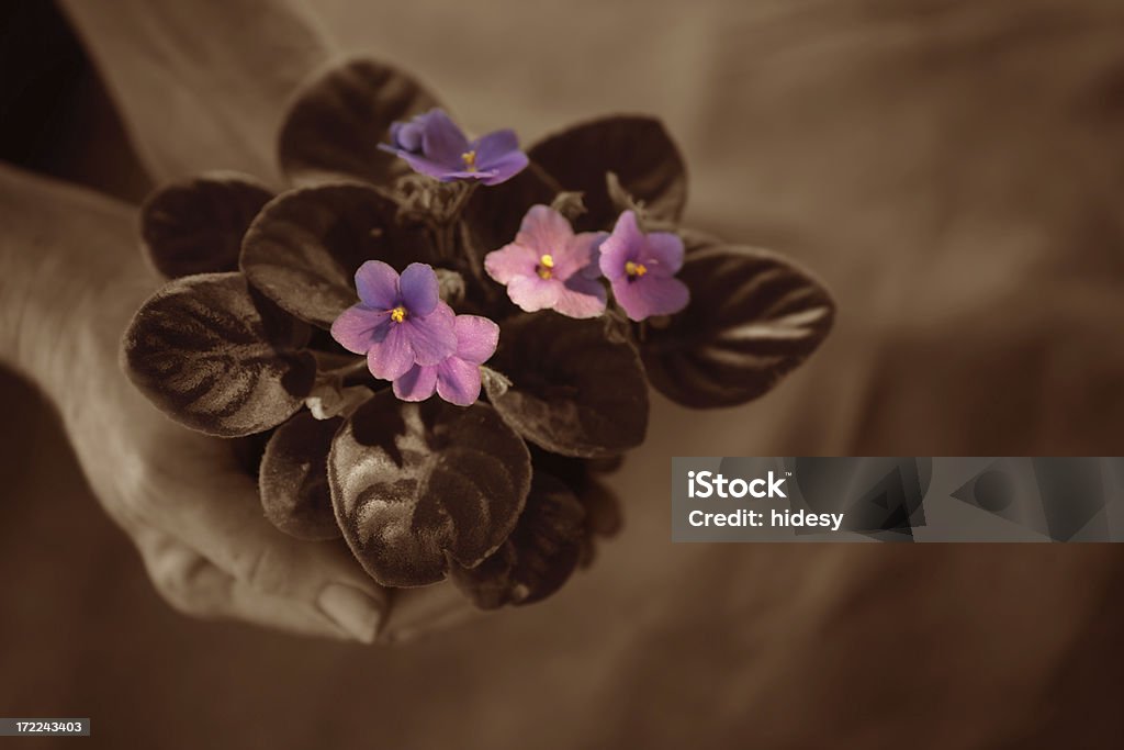 Planting Hands holding violet African Violet Stock Photo