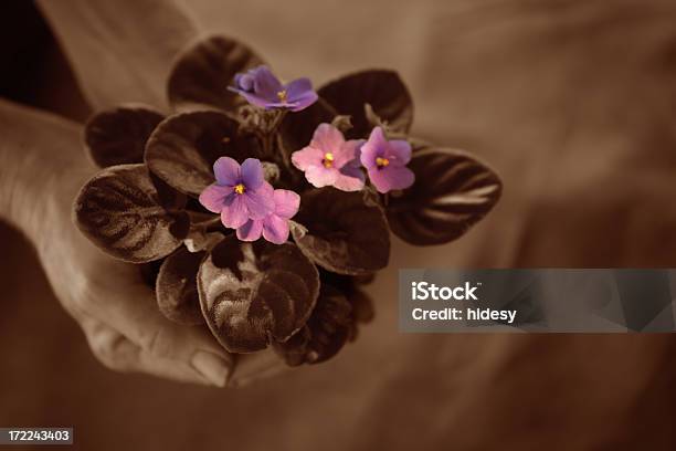 Planting Stock Photo - Download Image Now - African Violet, Brown, Care