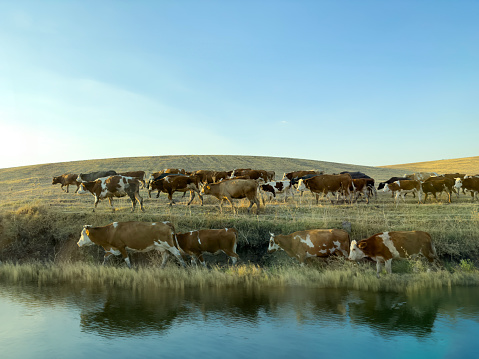 Three dairy cows drinking water on the bank of a creek, head down, a rustic country scene, a ditch in a green field in holland