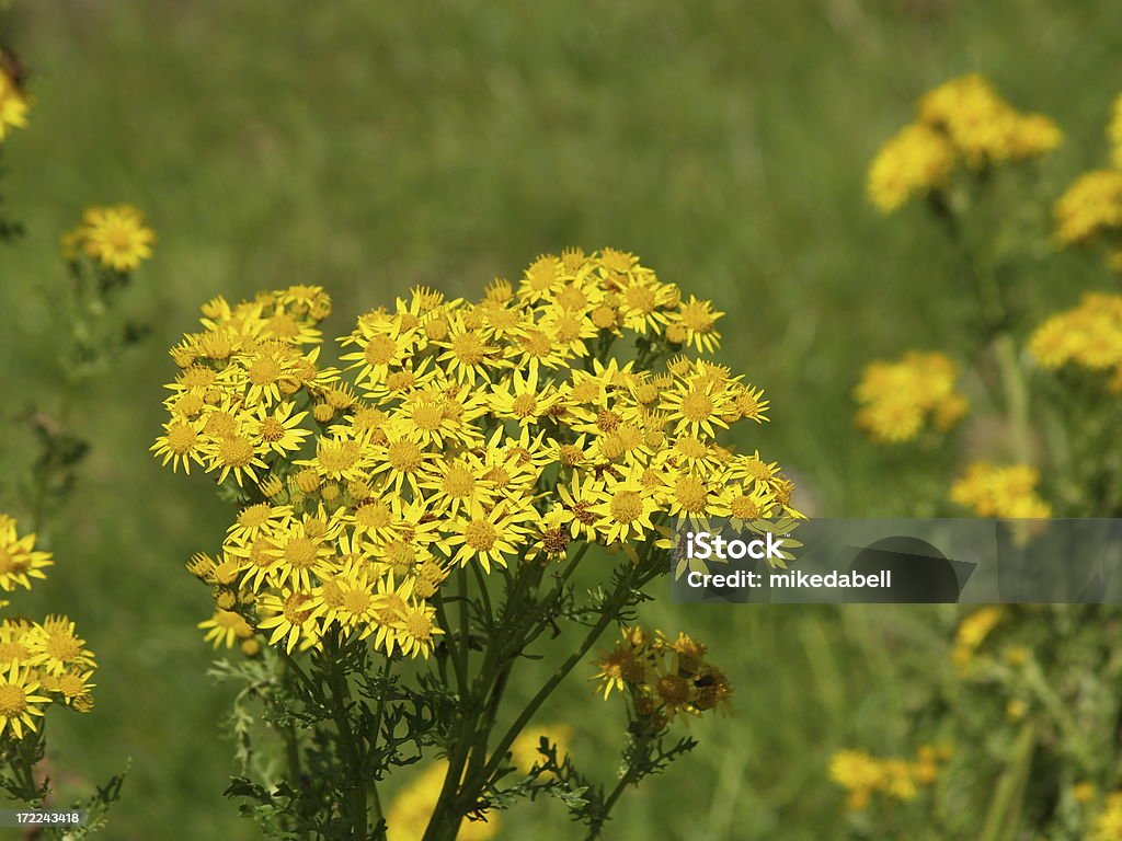 Ragwort - Foto de stock de Agricultura royalty-free