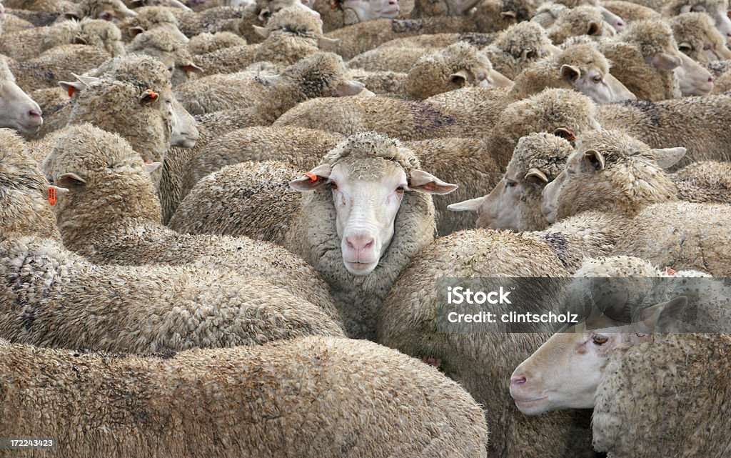 Ovejas en una multitud - Foto de stock de Salirse de lo normal libre de derechos