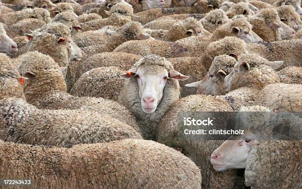 Ovejas En Una Multitud Foto de stock y más banco de imágenes de Salirse de lo normal - Salirse de lo normal, Animal, Oveja - Mamífero ungulado