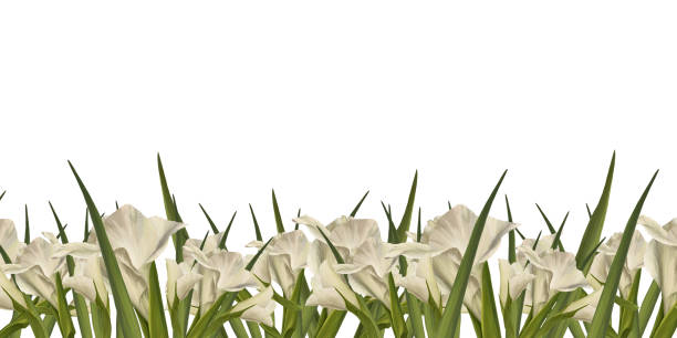 illustrazioni stock, clip art, cartoni animati e icone di tendenza di pianta di gladioli ad acquerello. banner floreale con foglie di boccioli di fiori bianchi illustrazione dipinta a mano - flower purple gladiolus isolated