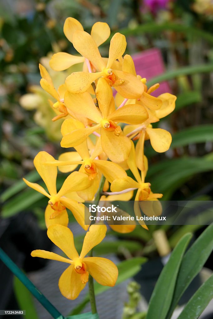 Orchidee - Foto stock royalty-free di Botanica
