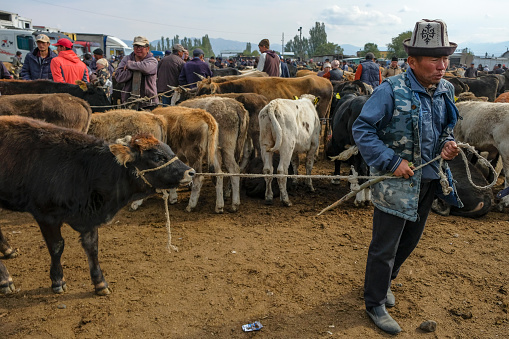 Kochkor, Kyrgyzstan - September 30, 2023:  Weekly Sunday animal market in Kochkor, Kyrgyzstan.
