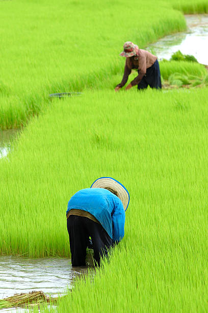 istock Two people are farming in a field 172243694