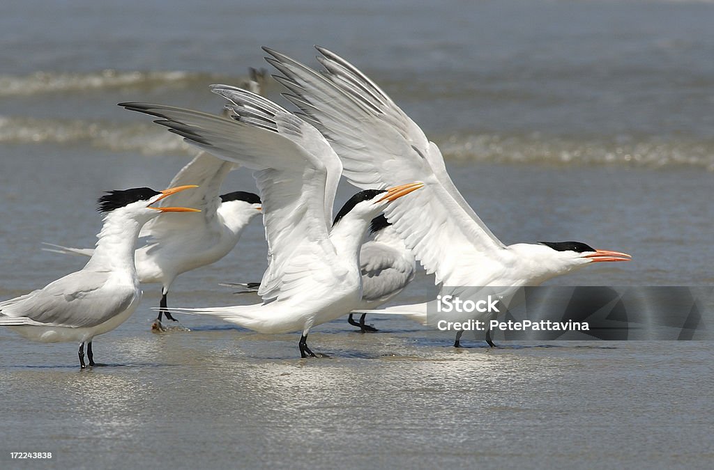 Королевский terns растянуть» свои крылья на пляже. - Стоковые фото Грузия роялти-фри