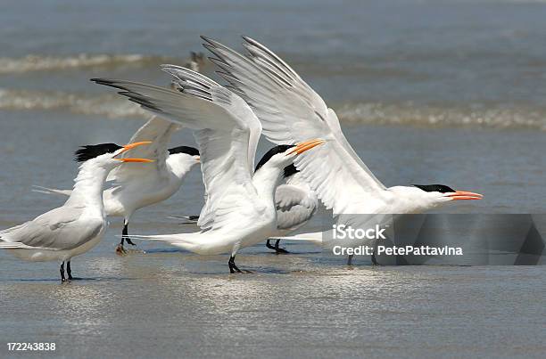 Королевский Terns Растянуть Свои Крылья На Пляже — стоковые фотографии и другие картинки Грузия - Грузия, Птица, Белый