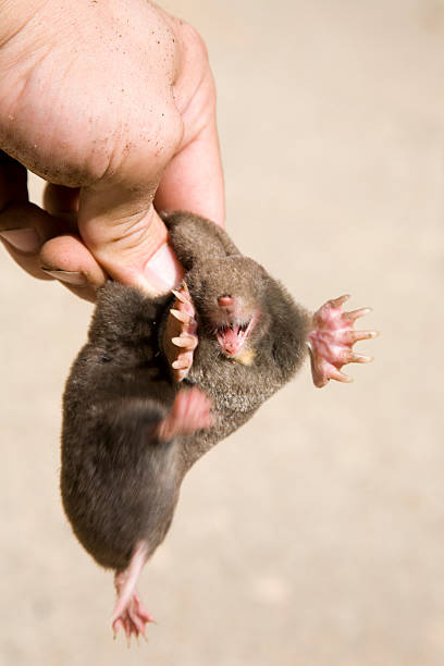 Mole stock photo