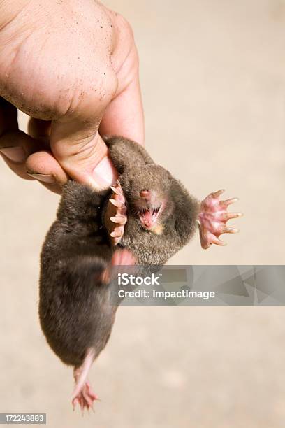 Mole Stock Photo - Download Image Now - Mole - Animal, Mole - Skin, Animal  - iStock