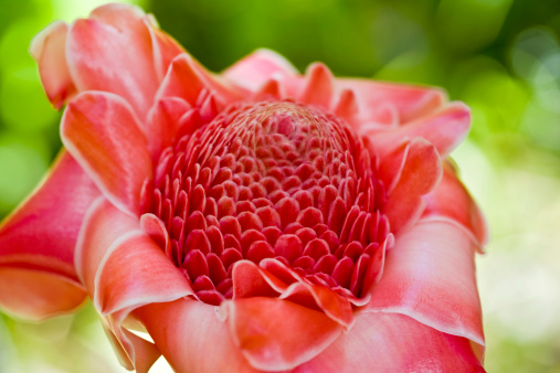 Beautiful blooming red torch ginger flower or dahlia. The red torch ginger is blooming. Tropical flower red torch ginger (Etlingera elatior or zingiberaceae)