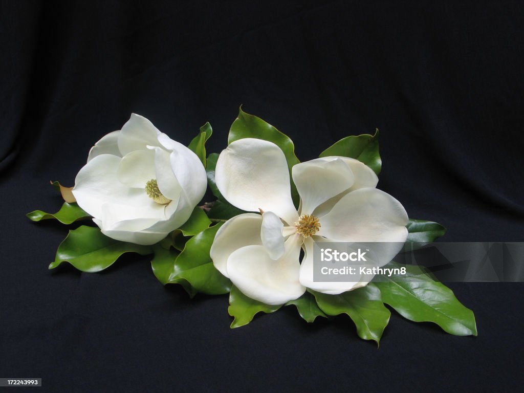 Two White Magnolias The luscious white magnolia is a fragrant and beautiful symbol of the south.  Nothing is more delightful than a warm summers evening in the south with the delicate lemonlike fragrance of the magnolia blossoms in the air. Leaf Stock Photo