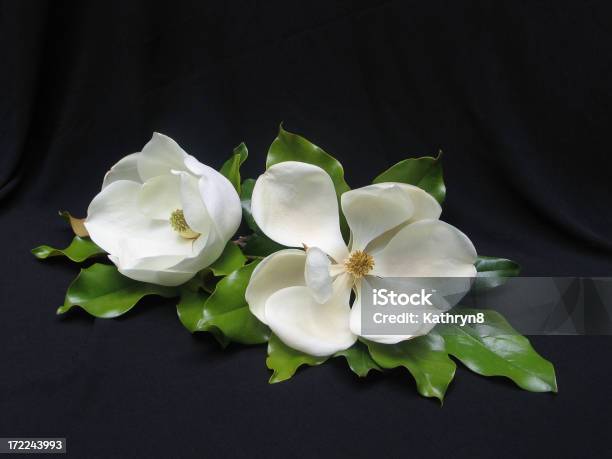 Two White Magnolias Stock Photo - Download Image Now - Leaf, Magnolia, Cut Out
