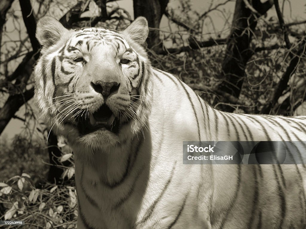 Hermoso tigre blanco - Foto de stock de Animal libre de derechos