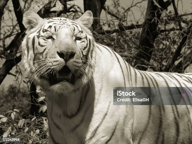 Photo libre de droit de Superbe Tigre Blanc banque d'images et plus d'images libres de droit de Blanc - Blanc, Chat tigré, Faune