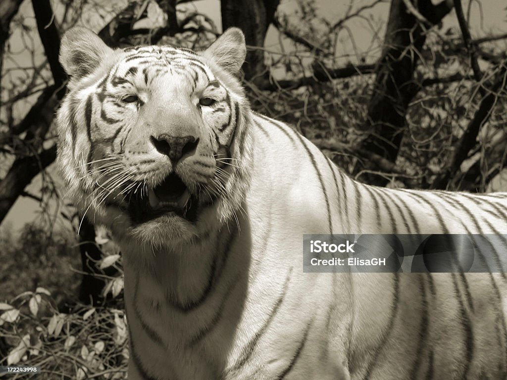 Bellissima Tigre bianca - Foto stock royalty-free di Animale