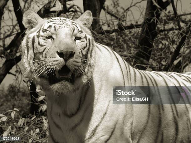 Bellissima Tigre Bianca - Fotografie stock e altre immagini di Animale - Animale, Animale selvatico, Baffo - Parte del corpo animale