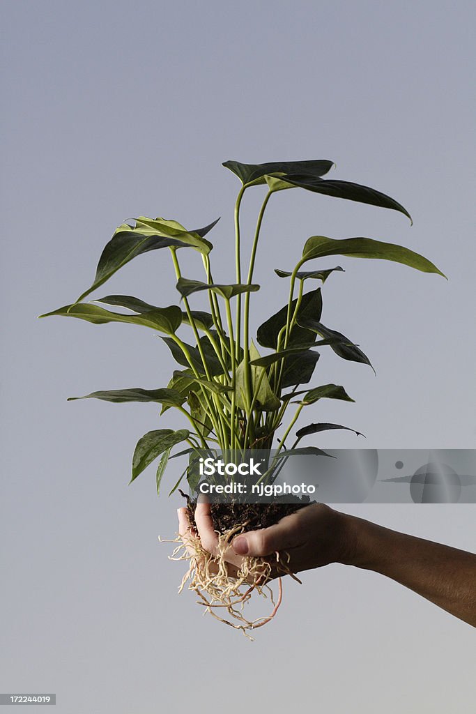 Gesunde Wurzeln - Lizenzfrei Blatt - Pflanzenbestandteile Stock-Foto