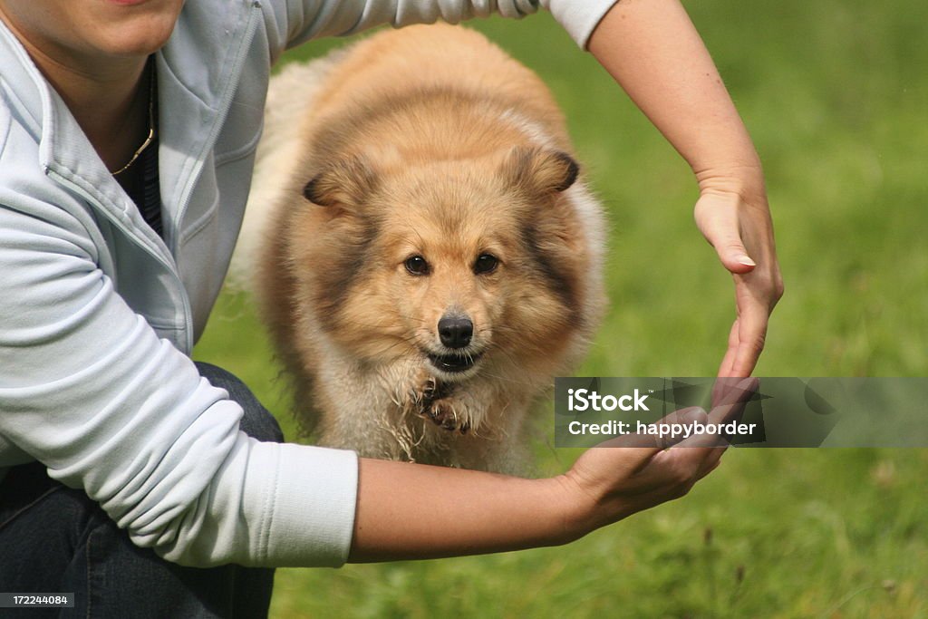 Sheltie ist Springen in den Armen. - Lizenzfrei Aktivitäten und Sport Stock-Foto