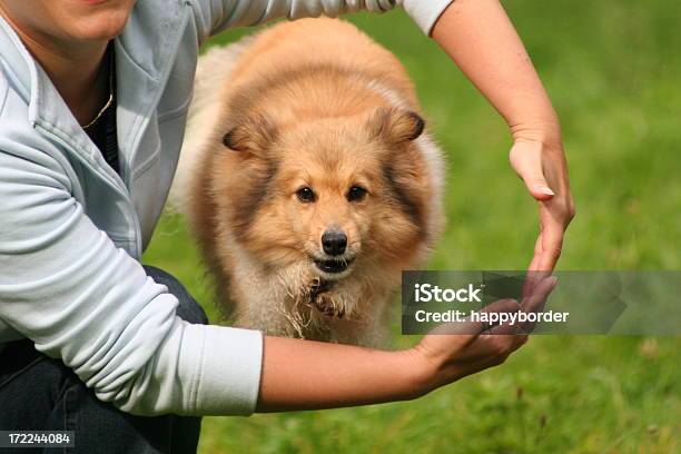 Sheltie 는 뛰어내림 통해 암즈 개에 대한 스톡 사진 및 기타 이미지 - 개, 구멍, 동물