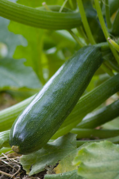 Zucchini Squash stock photo