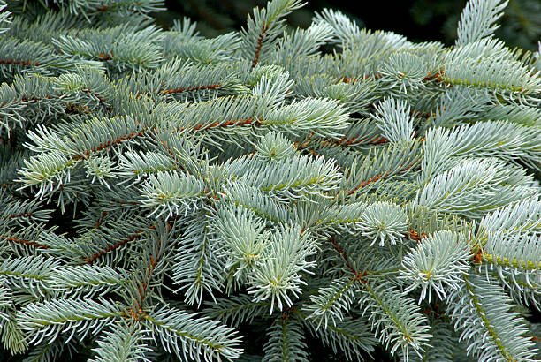 Colorado Blue Spruce The blue-green needles of a Colorado Blue Spruce tree are shown close up. Useful background image. picea pungens stock pictures, royalty-free photos & images