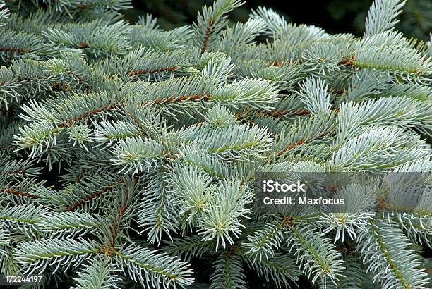 Colorado Blue Spruce - zdjęcia stockowe i więcej obrazów Świerk kłujący - Świerk kłujący, Stan Kolorado, Drzewo