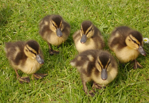 Close up of five cute little mallard ducklings on grass. Two to three weeks old.