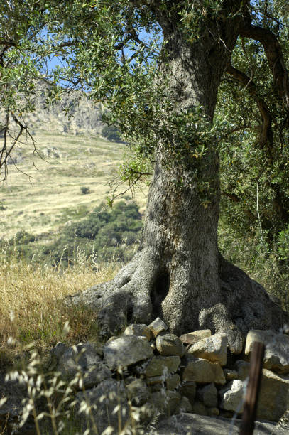 olivier tree - olive tree tree root old photos et images de collection