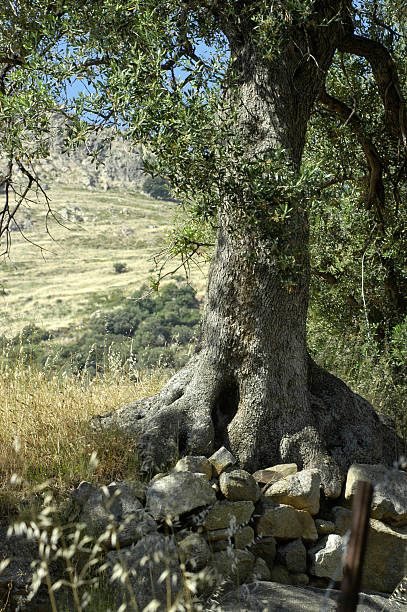 オリーブの木 - olive tree tree root old ストックフォトと画像