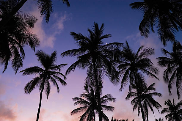 istock Tropical coconut trees at sunrise 172244385