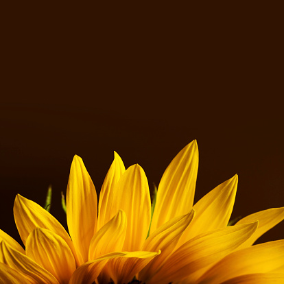 Sunflower petal.