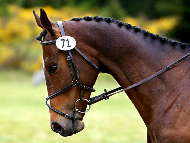 Braided for Dressage stock photo