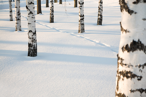 birches in snow